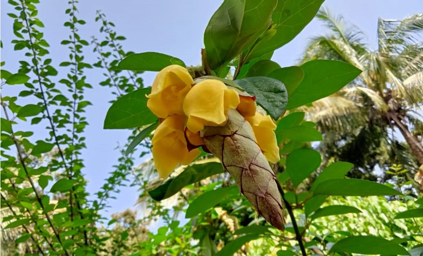 Especies exóticas, Jardín Botánico, Holguín