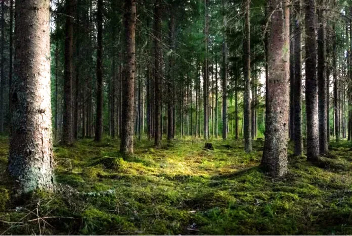 árboles, secuestro de carbono, animales, bosques, clima