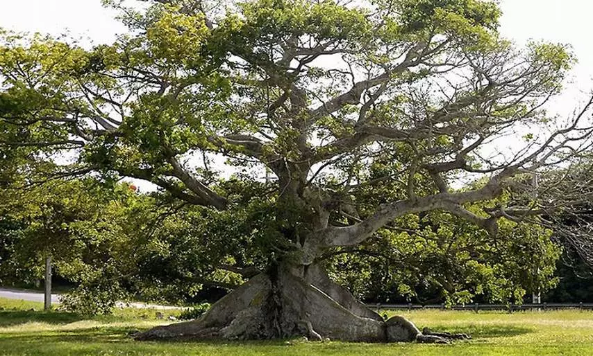 árbol, ceiba