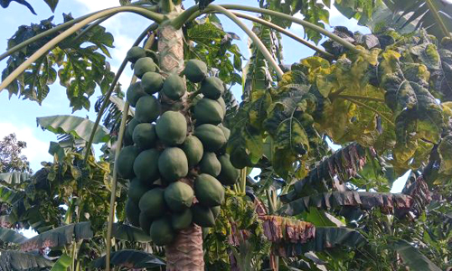 Fruta bomba, agricultura, alimentación, Holguín, Cuba, Buenaventura