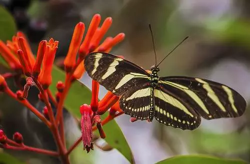 Mariposas, Heliconius charithonia