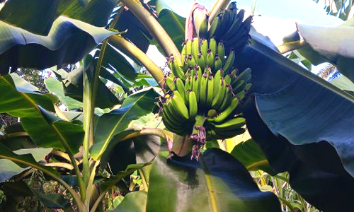 Plátano burro, fongo, alimentación, agricultura, Holguín, Cuba, Buenaventura