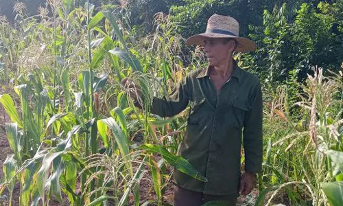 Joya, Agricultura, Alimentos, Holguín, Buenaventura, Cuba