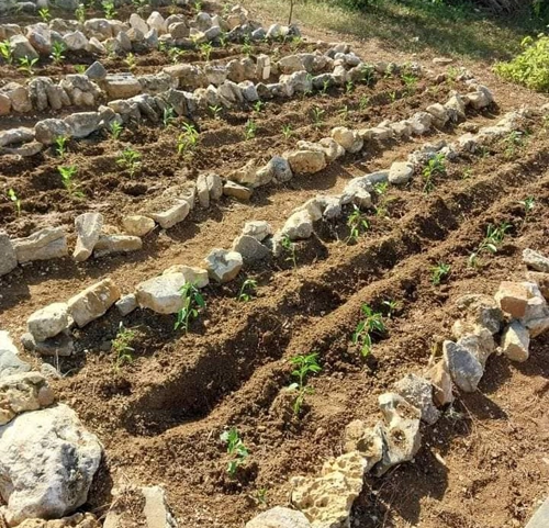 Cultivo de viandas, Antilla, Centro de Pioneros Exploradores