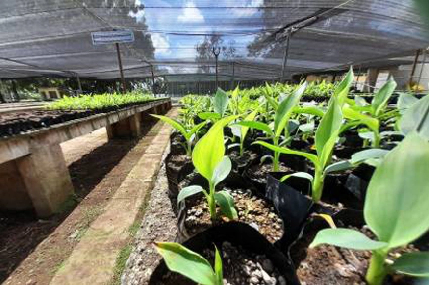 biofabrica, plantas, producción, Holguín