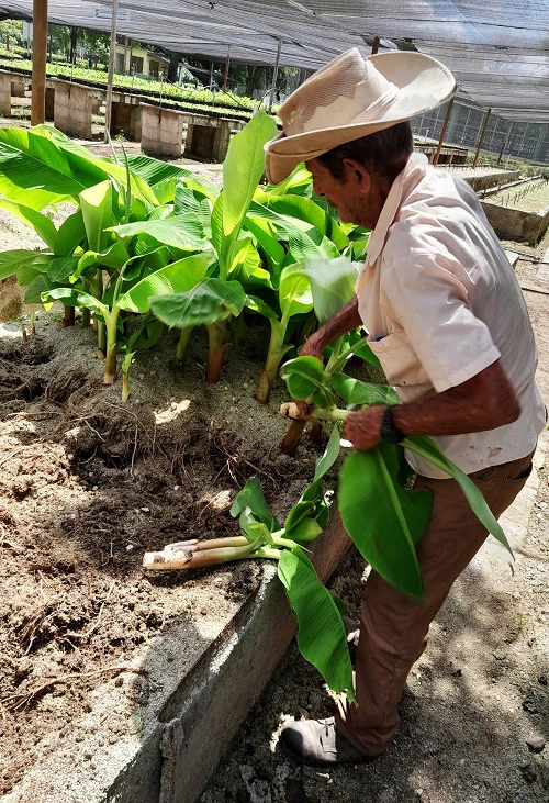 biofabrica, producción, plantas, Holguín