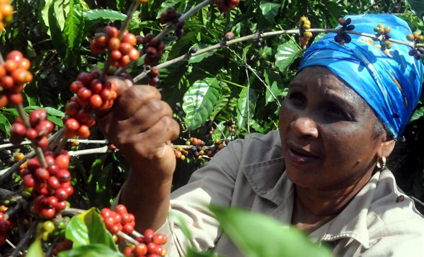 Mujeres rurales, Holguín, cultivo de café