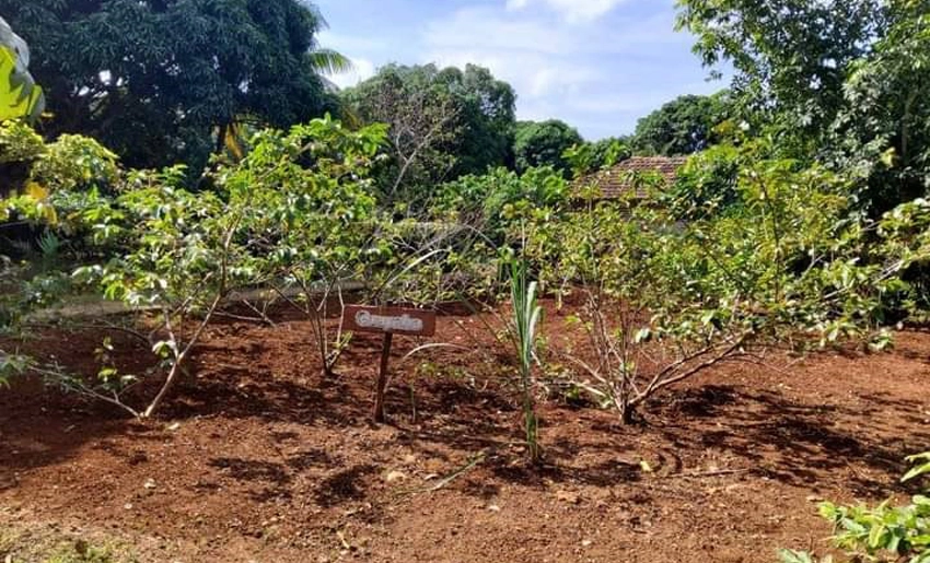 Cultivos agroecológicos, Banes, Holguín