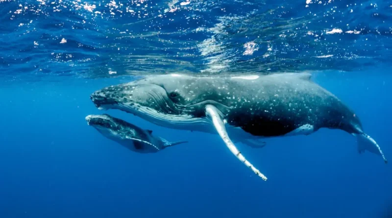 táctica de apareamiento machos de ballenas jorobadas, atracción, parejas