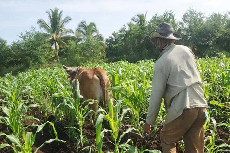 ganado, tierras agrícolas, tierras ociosas, Cuba