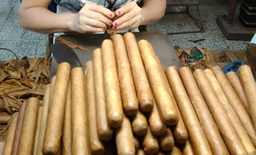 Producción de tabacos torcidos, Holguín, Cuba