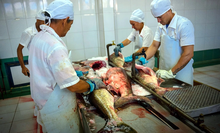 Trabajadores, sector de la pesca, Acuanipe,Mayarí, Holguín