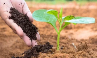 Planta, fertilizantes naturales