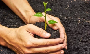 Suelo, planta