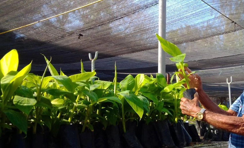 Cultivos, Biofábrica de Holguín