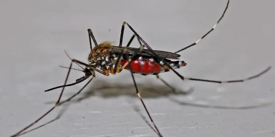 mosquitos, animales, letales, salud, enfermedades