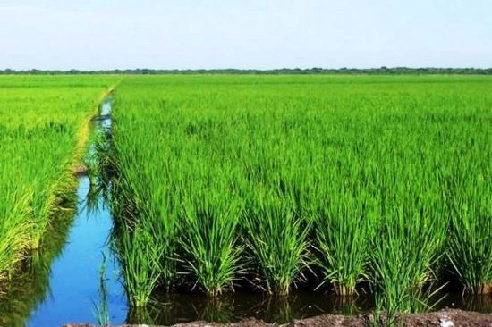 arroz, cultivo, Cuba, autoabastecimiento