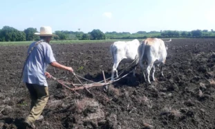Agricultor holguinero