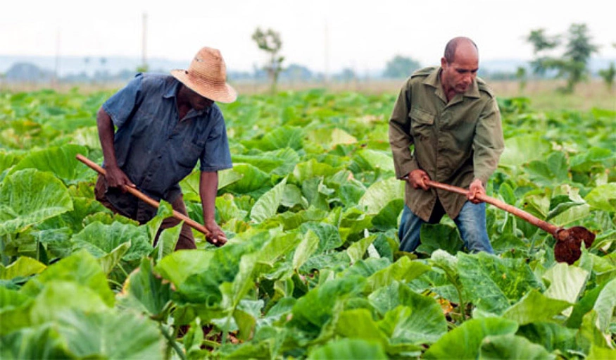 trabajadores agrícolas, día, celebración, Holguín