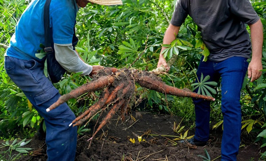 Cosecha de yuca, finca de Numa, Holguín