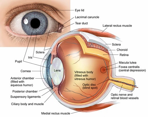 Modifican el ADN de la retina para recuperar la vista 0