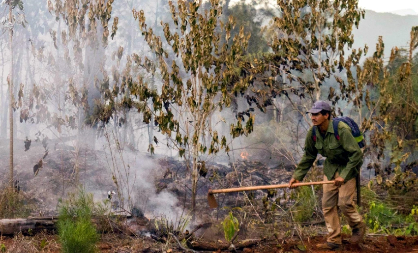 Incendios forestales