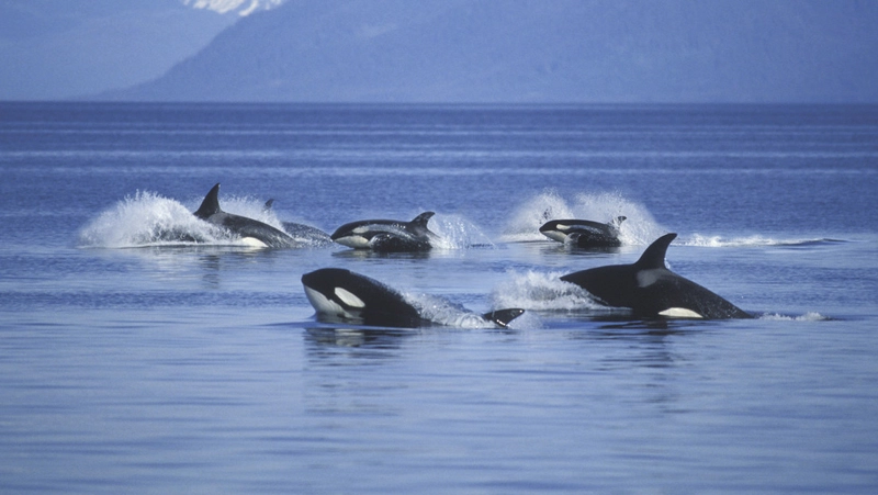orcas, ataques, barcos, España, desconocen, por qué lo hacen