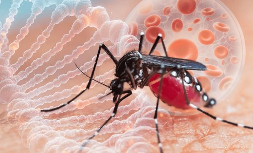 Aedes, dengue