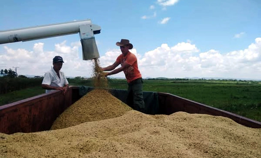 Cosecha de arroz en Mayarí, Holguín