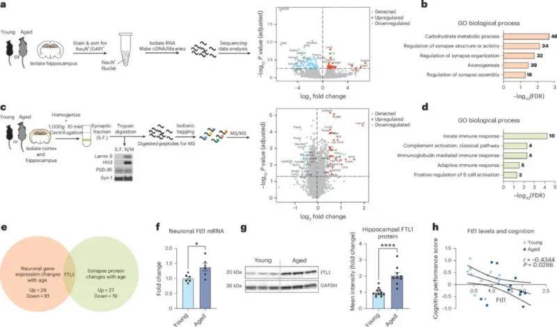 hallazgo, proteína cerebral, vía, envejecimiento, pérdida de memoria