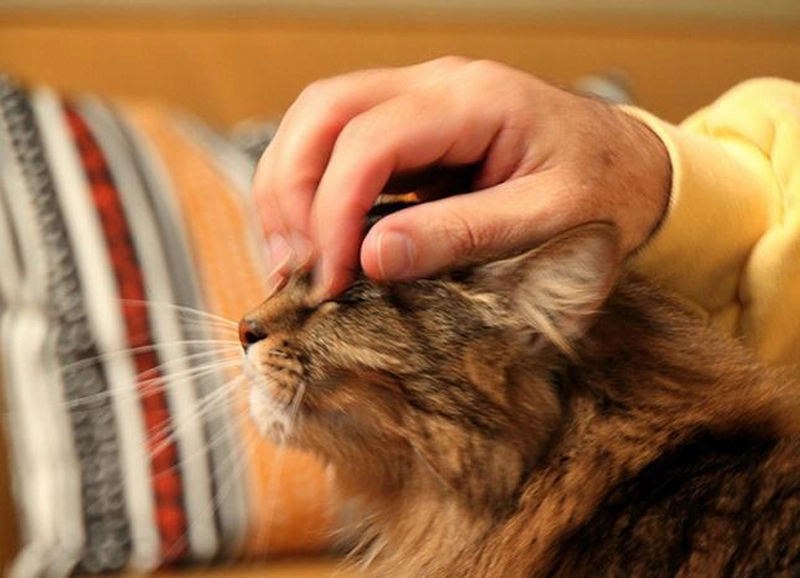 Las mascotas: buena compañía y beneficios para la salud 0