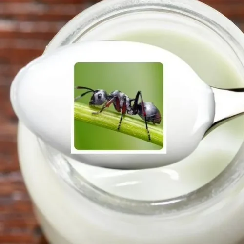 Los científicos descubren que las hormigas son capaces de hacer yogur 0