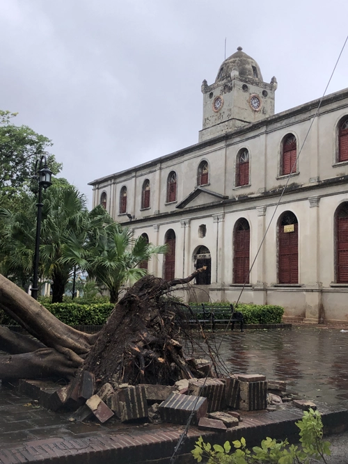 Caída de árboles en Holguín por efectos de los vientos de Melissa