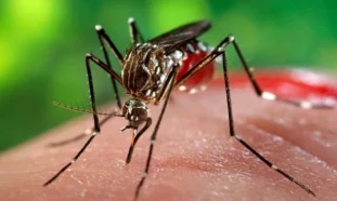 Mosquito Aedes aegypti