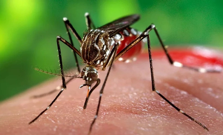 Mosquito Aedes aegypti