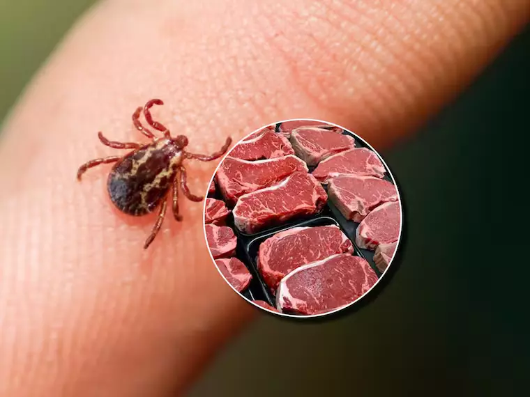 garrapata, alergia, síndrome alfa-gal, salud
