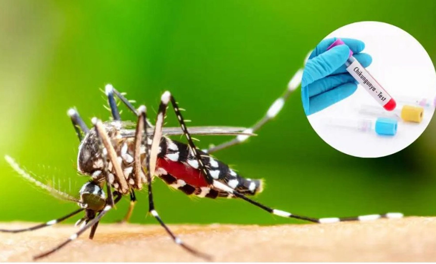 Mosquito, transmisor del Chikungunya