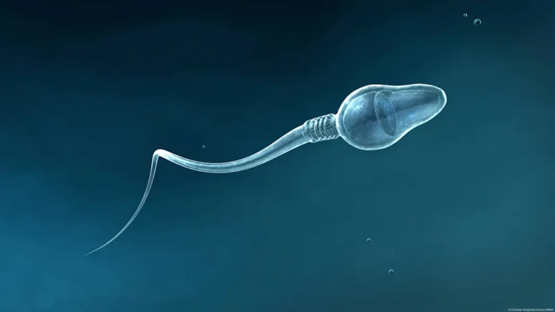 IA, primer embarazo, infertilidad masculina severa, salud, ciencia, EE.UU.