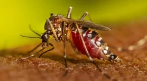 Aedes Aegypti, Arbovirosis, atención, Chikungunya, Cuba, Enfermedad, Epidemia, Epidemiología, Ministerio de Salud Pública (MINSAP), Mosquito, Salud, Salud Pública, Virus