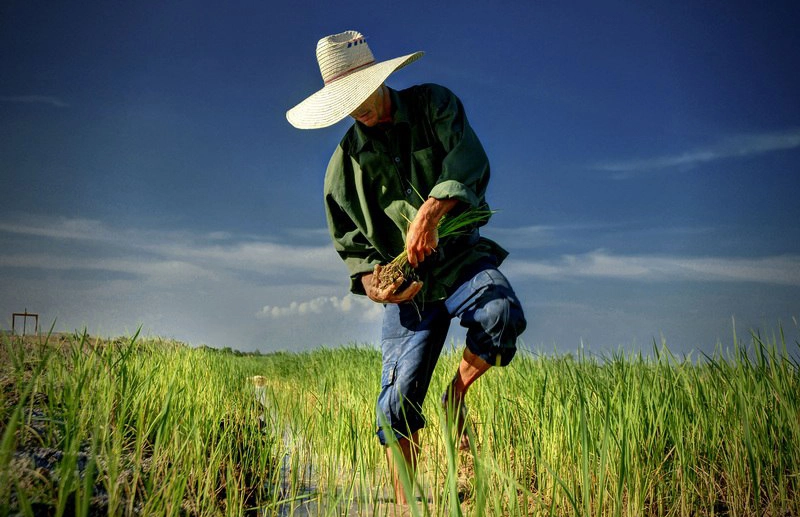 desarrollan, Holguín, cultivo, especies resilientes
