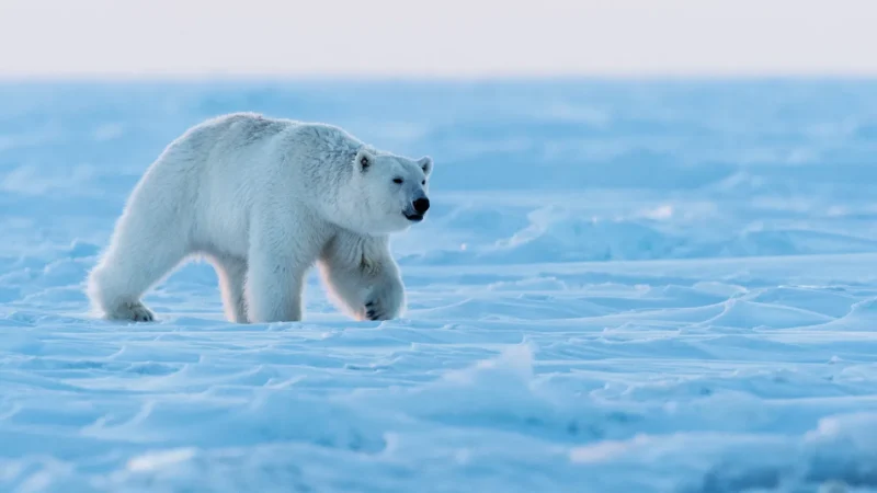 Oso polar, sobrevive, calentamiento global