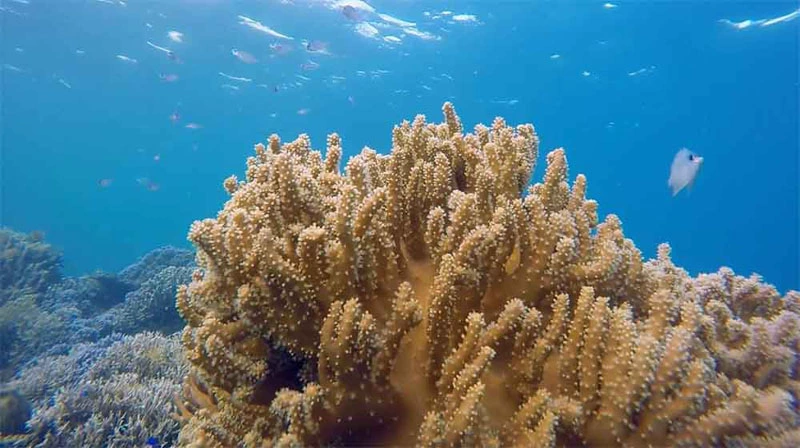 Océanos, alerta, cambio climático, acciones humanas