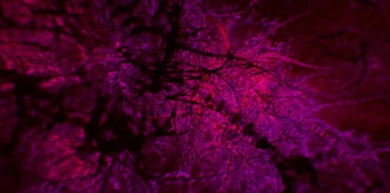 Enter The Void, filme, cine, Gaspar Noé