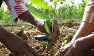 Gestión forestal en Holguín