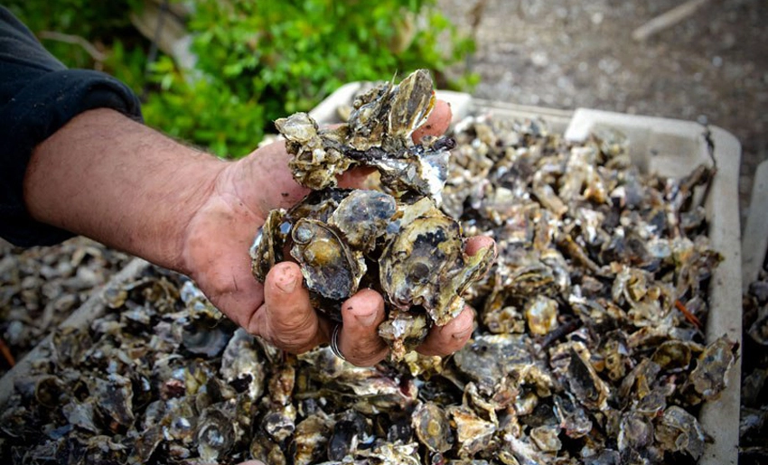 Producción de ostiones en Holguín