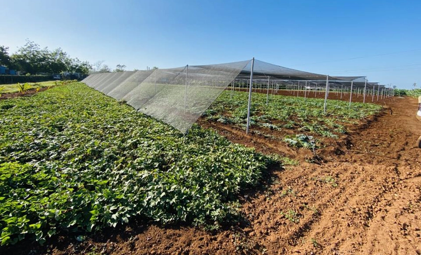 Finca agrícola de Urbano Noris, Holguín
