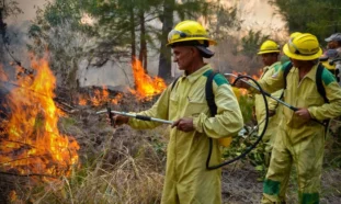 Incendio forestal