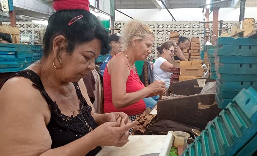 Arriba Fábrica de Tabaco Jesús Feliu Leyva a su 49 aniversario de creada (+ Fotos) 2