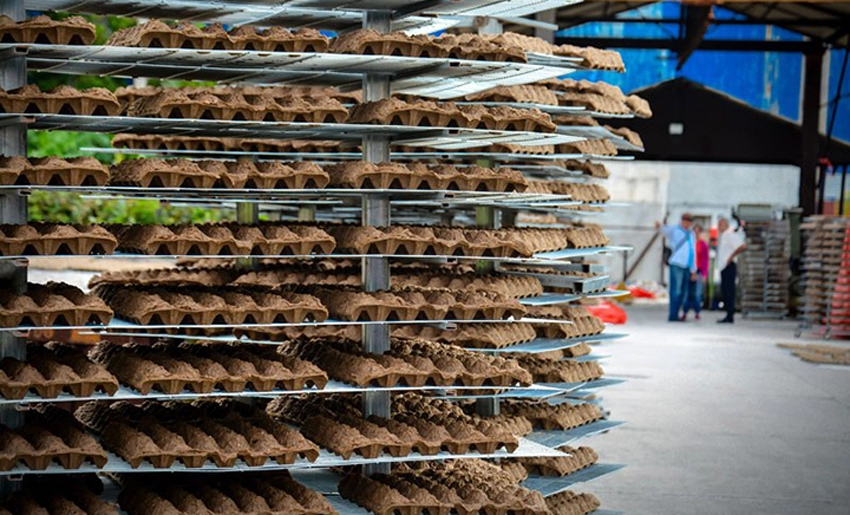 Producción de cartones para huevos, Holguín