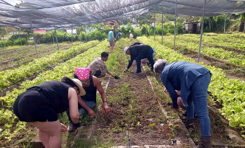 Trabajo voluntario de Code Pink en Holguín